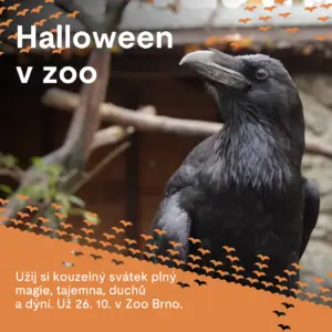 Halloween v zoo Brno | Brno | Duo Kontrast